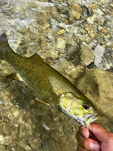 スモールマウスバスの釣果