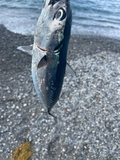 ソウダガツオの釣果