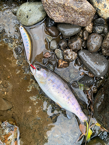 ヤマメの釣果