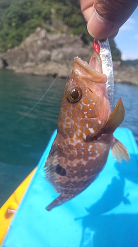 キジハタの釣果