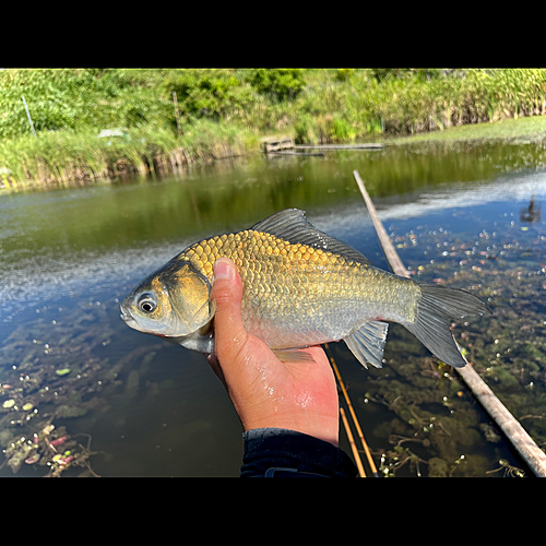 ヘラブナの釣果