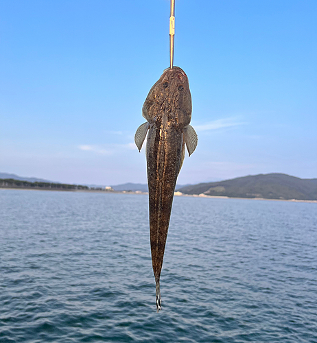 マゴチの釣果