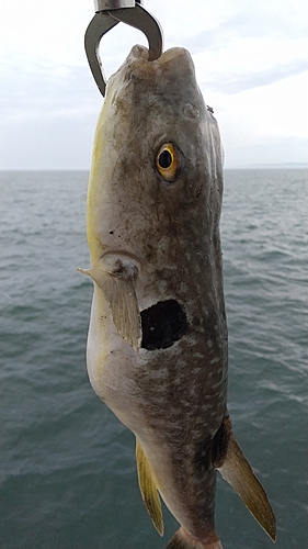 マフグの釣果