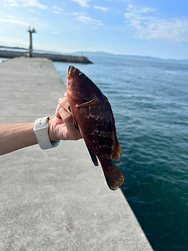 キジハタの釣果