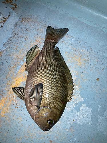 メジナの釣果