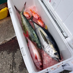 キハダマグロの釣果