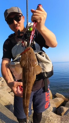 マゴチの釣果