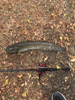 マナマズの釣果