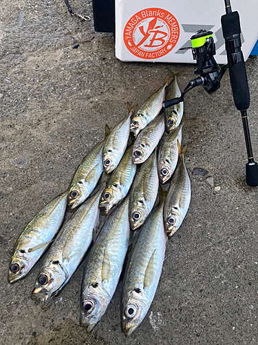 アジの釣果