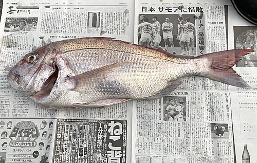 マダイの釣果