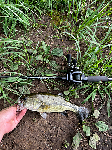 ブラックバスの釣果