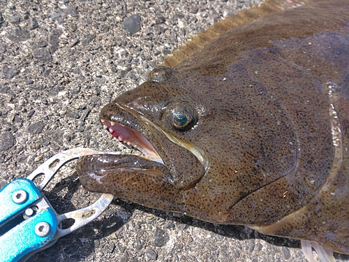 ヒラメの釣果