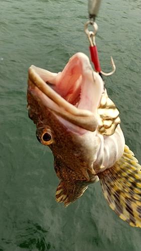 ツマグロカジカの釣果