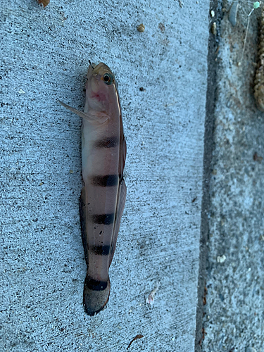 リュウグウハゼの釣果