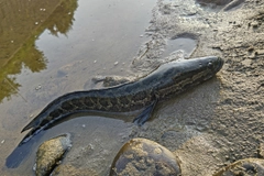 ライギョの釣果