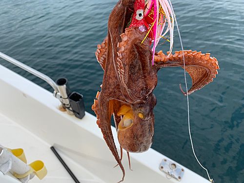 マダコの釣果