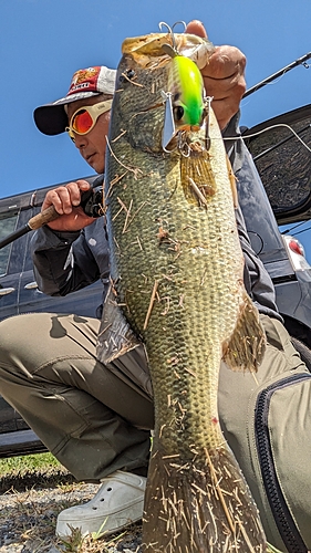 ブラックバスの釣果