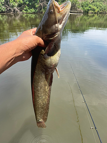 ニホンナマズの釣果