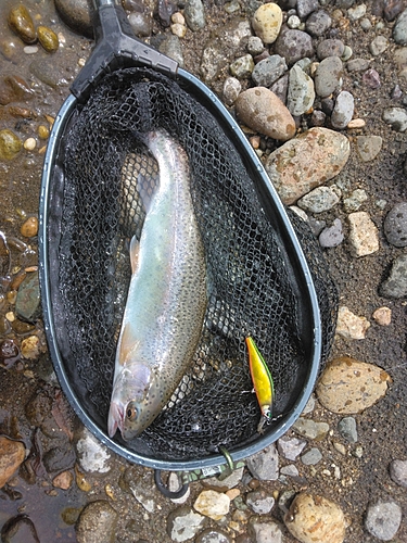 ニジマスの釣果