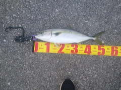 ヤズの釣果