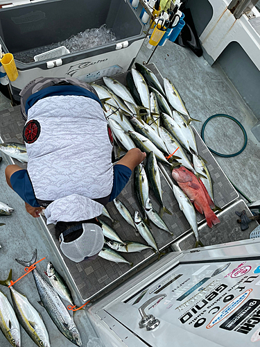 サワラの釣果