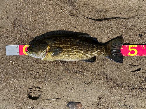 スモールマウスバスの釣果