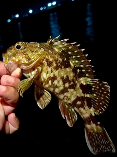 ガシラの釣果