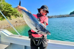 カツオの釣果