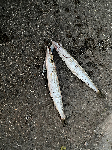 カマスの釣果