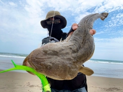 マゴチの釣果