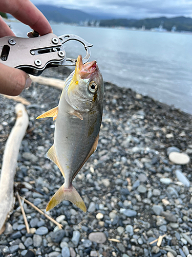 ショゴの釣果