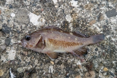 エゾメバルの釣果