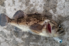 クロソイの釣果