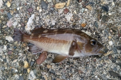 エゾメバルの釣果