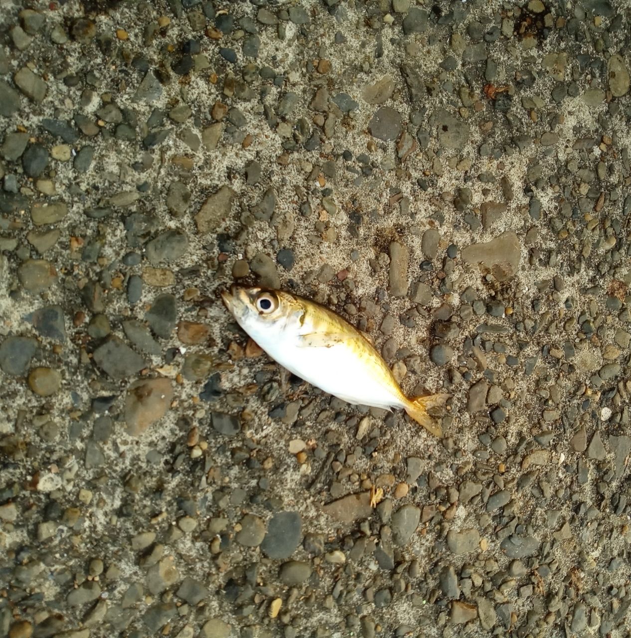 アジ
