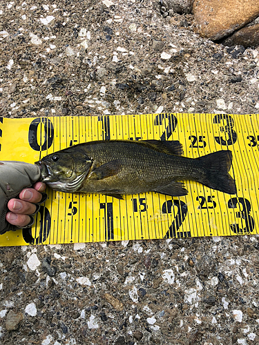 スモールマウスバスの釣果