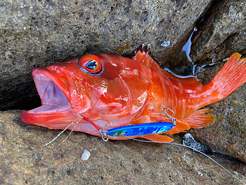 アカハタの釣果