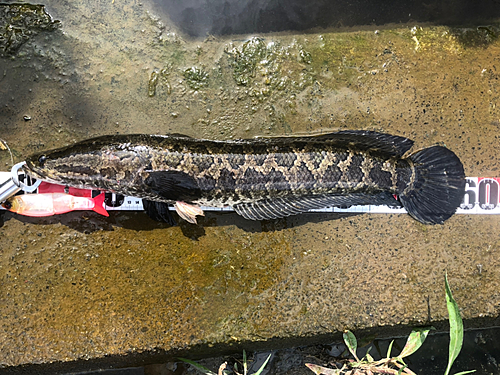 ライギョの釣果