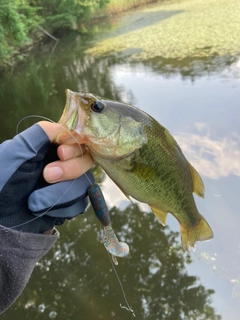 ラージマウスバスの釣果