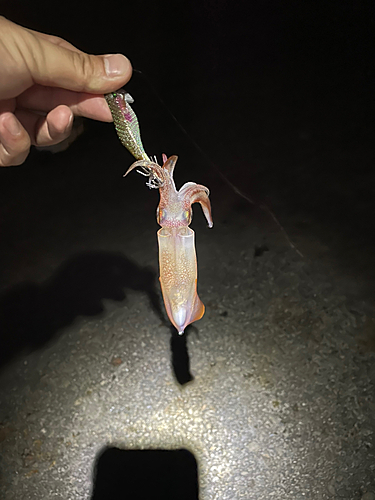 ヤリイカの釣果