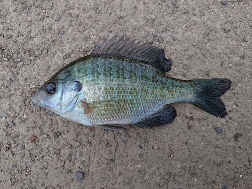 ブルーギルの釣果