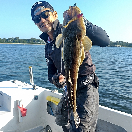 マゴチの釣果