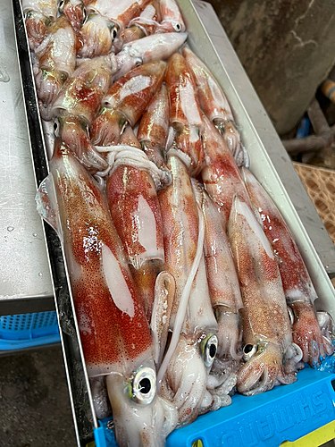 シロイカの釣果