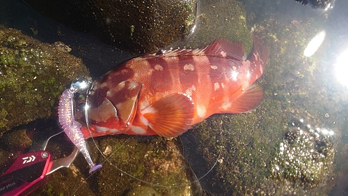 アカハタの釣果