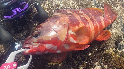 アカハタの釣果