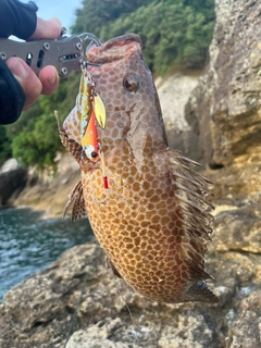 オオモンハタの釣果