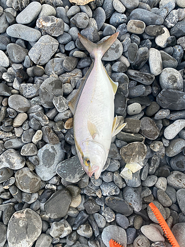 ショゴの釣果