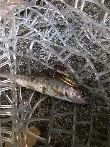 イワナの釣果