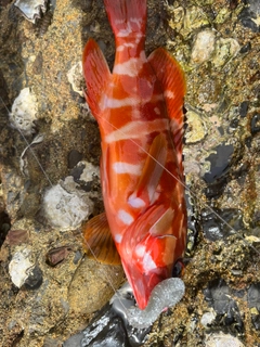 アカハタの釣果