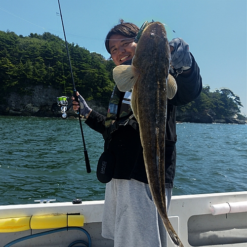 マゴチの釣果